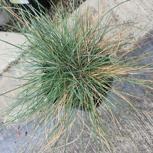 1 Gal. Elijah Blue Fescue Grass Plant