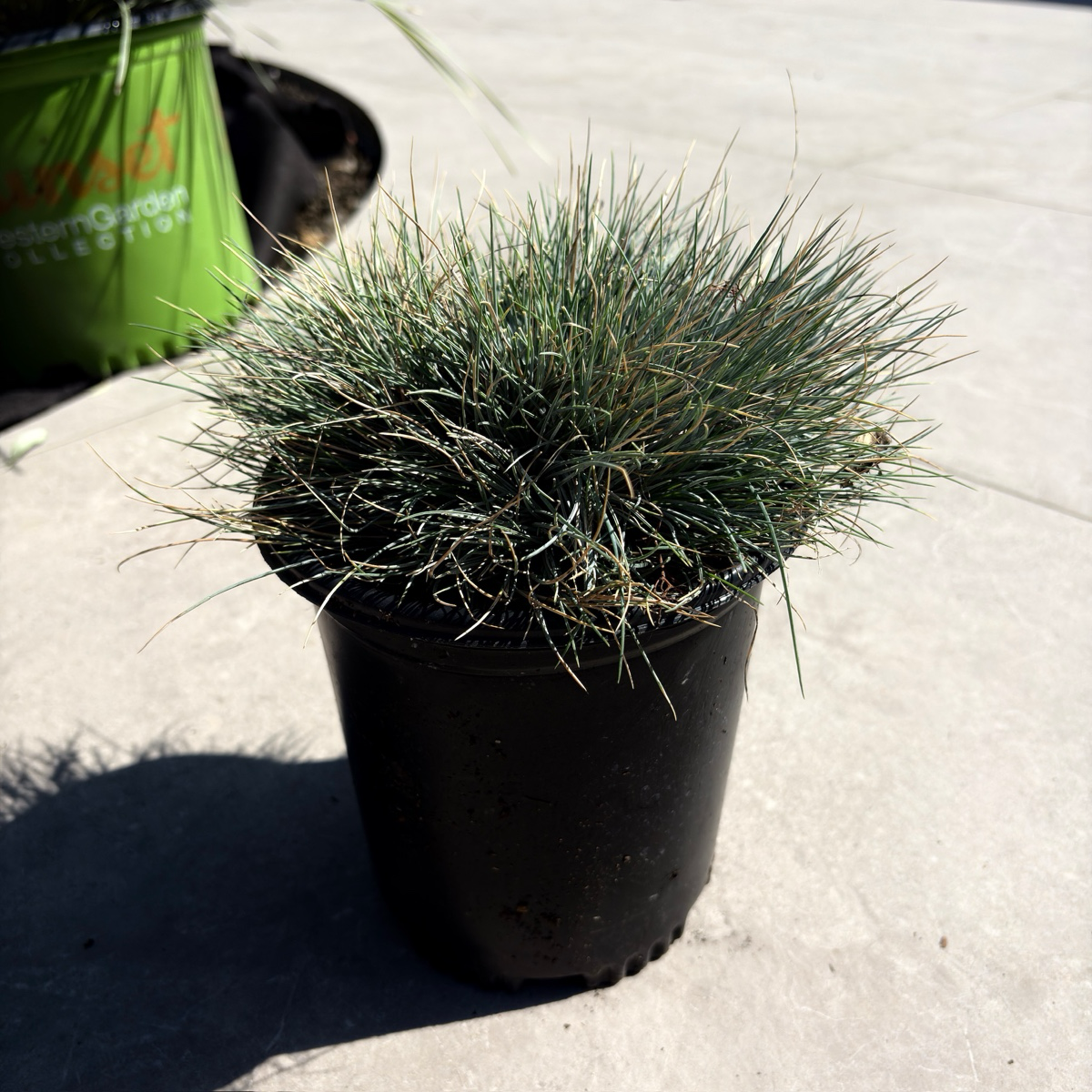 1 Gal. Elijah Blue Fescue Grass Plant