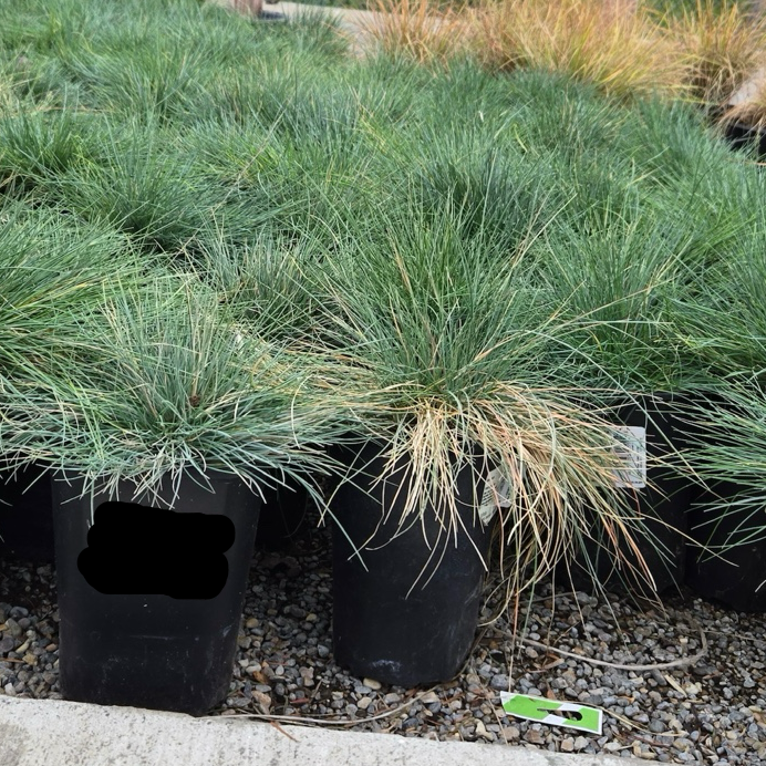 Row of potted grass plants Elijah Blue Common Blue Fescue in a garden setting
