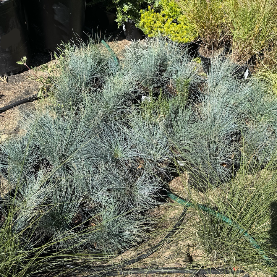 Elijah Blue Common Blue Fescue