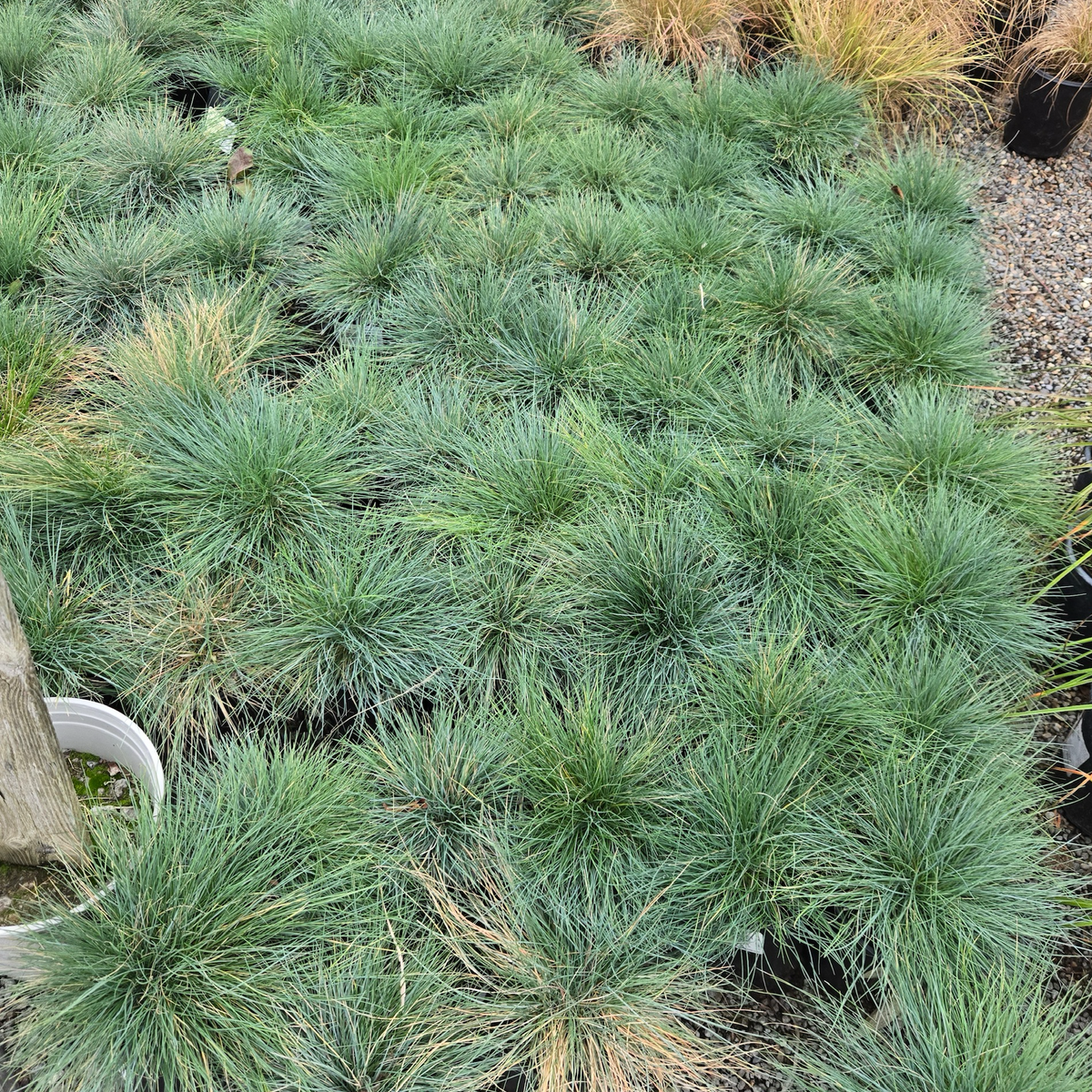 Elijah Blue Common Blue Fescue
