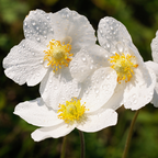White flowers with yellow centers and water droplets on Elizabeth Bush Anemone