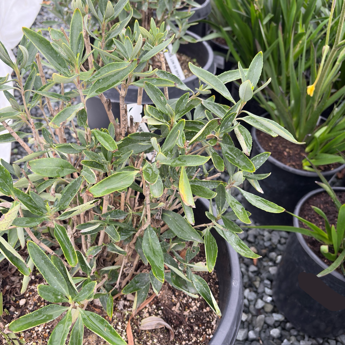 Potted Elizabeth Bush Anemone with green leaves in a garden setting