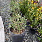 Potted Elizabeth Bush Anemone with green leaves in a garden setting