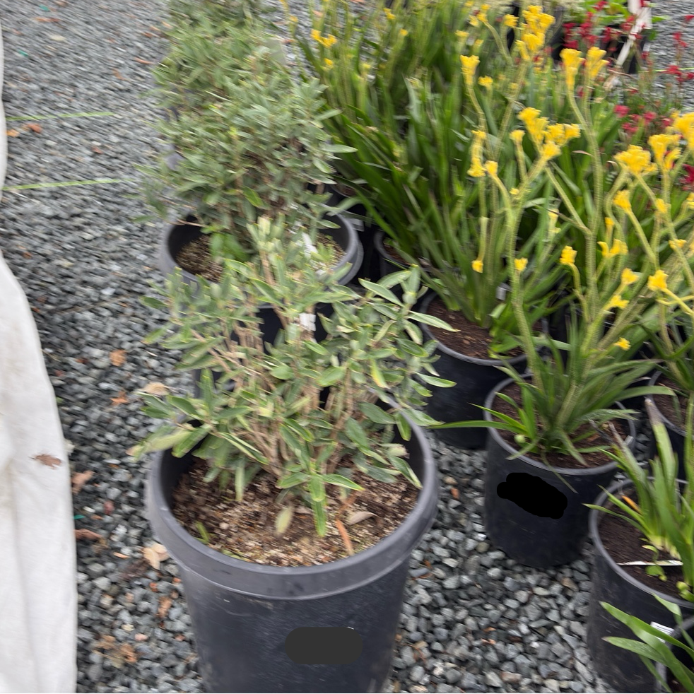Potted Elizabeth Bush Anemone with green leaves in a garden setting