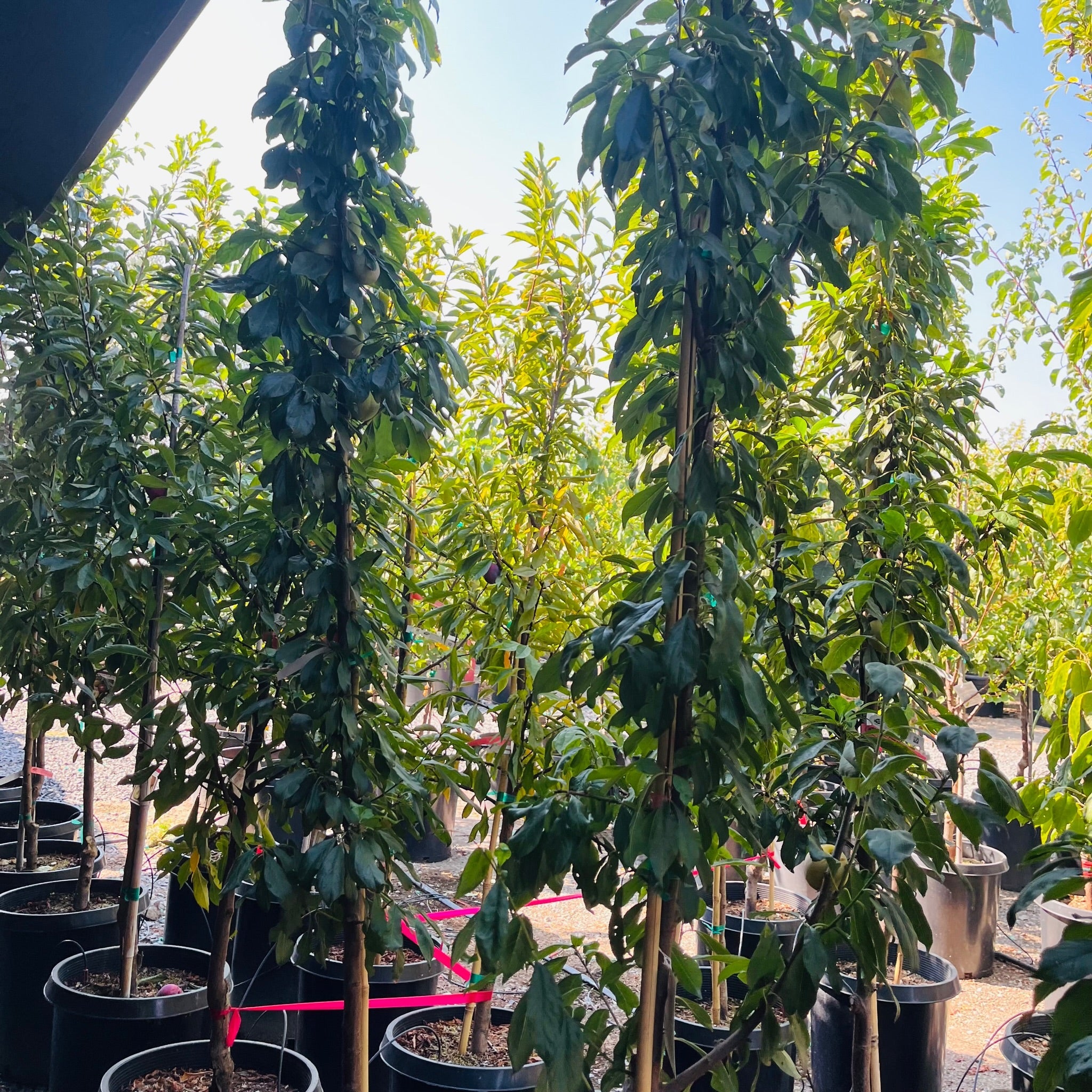 Emerald Beaut Japanese Plum