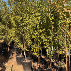 Emerald Beaut Japanese Plum