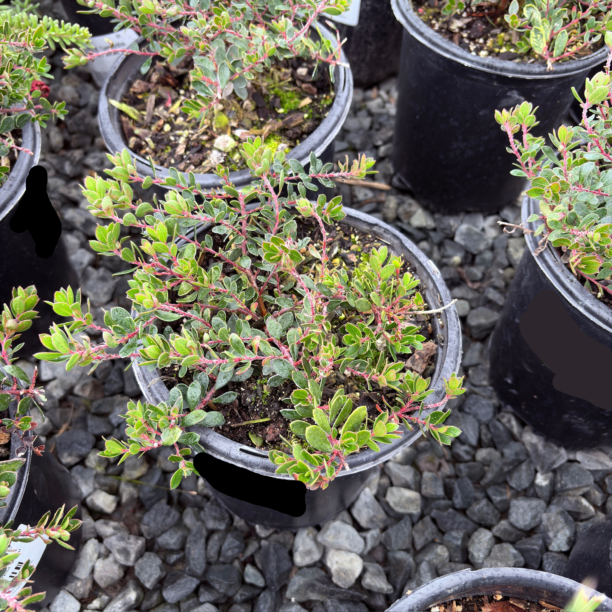 Small potted Emerald Carpet Manzanita plants in black pots on a gravel surface