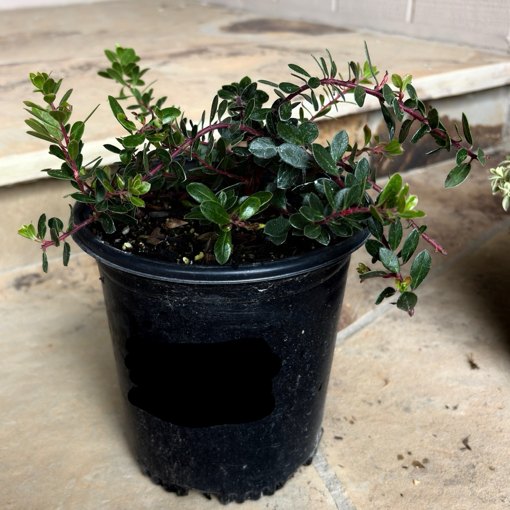 Potted Arctostaphylos 'Emerald Carpet' plant with green leaves and red stems on a concrete surface
