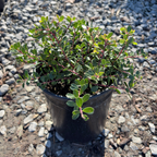 Emerald Carpet Manzanita