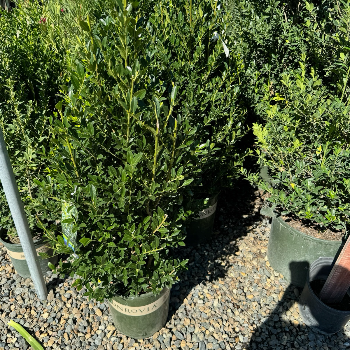 Emerald Colonnade ® Holly