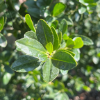 Emerald Colonnade ® Holly