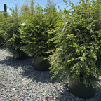 Emerald Fountain Canadian Hemlock