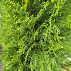 Emerald Green Arborvitae