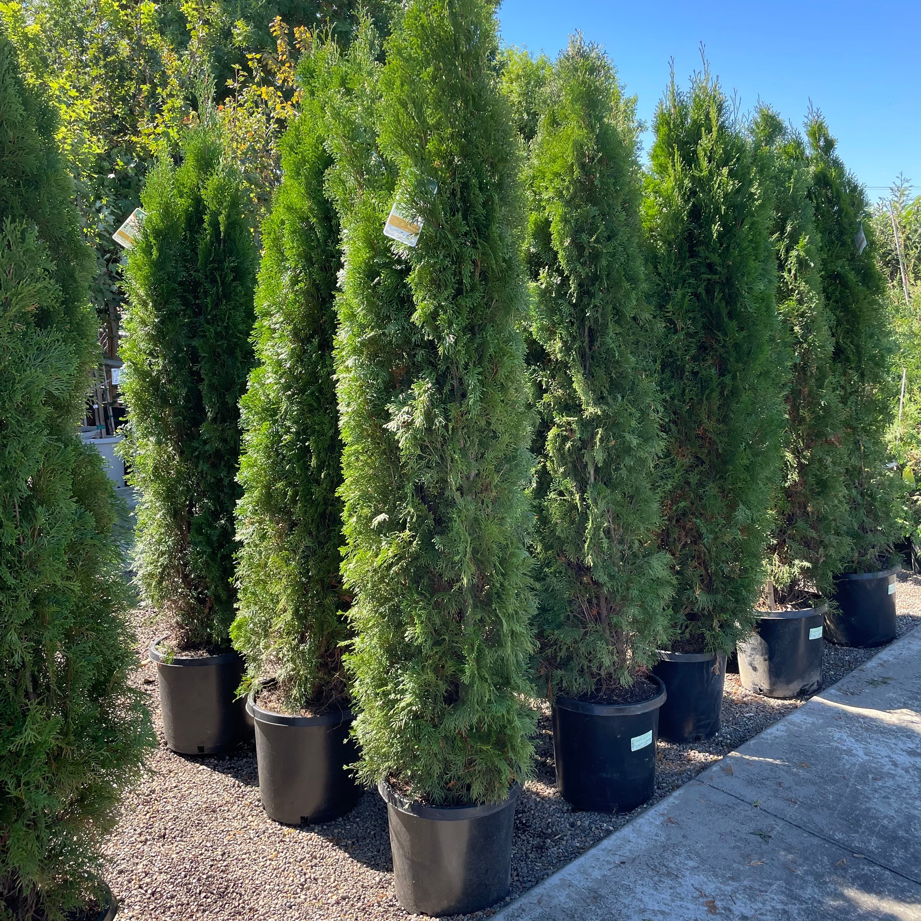 Emerald Green Arborvitae