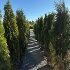 Emerald Green Arborvitae