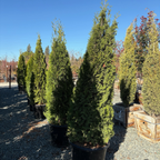 Emerald Green Arborvitae