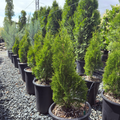 Emerald Green Arborvitae