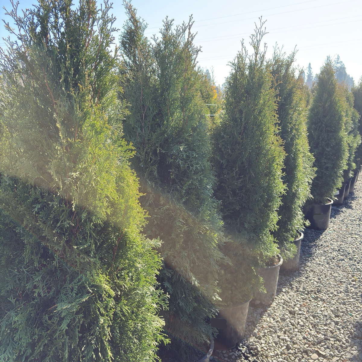 Emerald Green Arborvitae