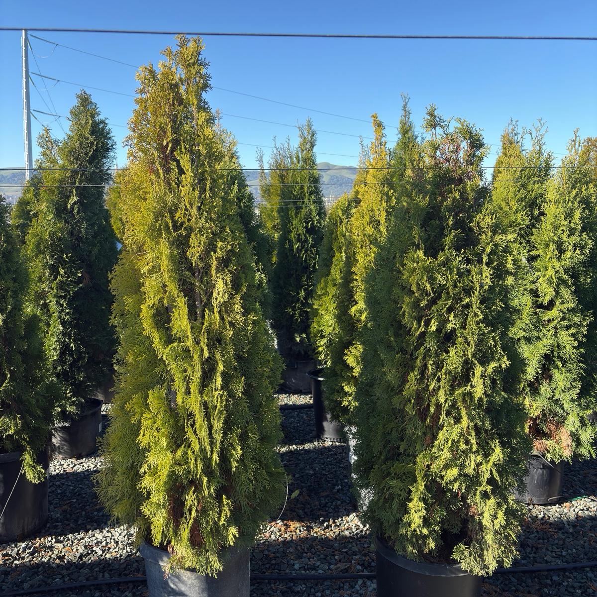 Emerald Green Arborvitae