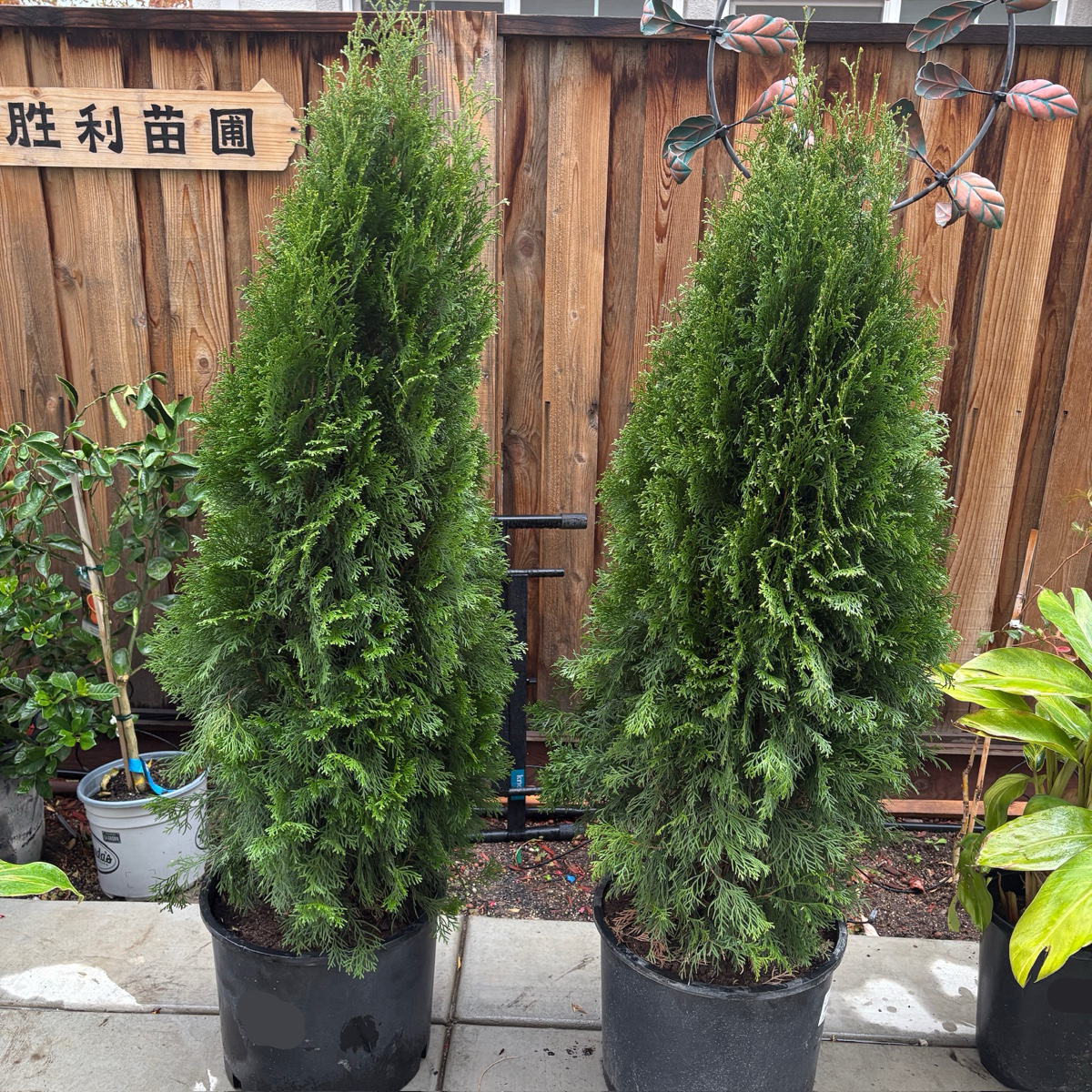 Emerald Green Arborvitae