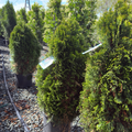 Emerald Petite Arborvitae