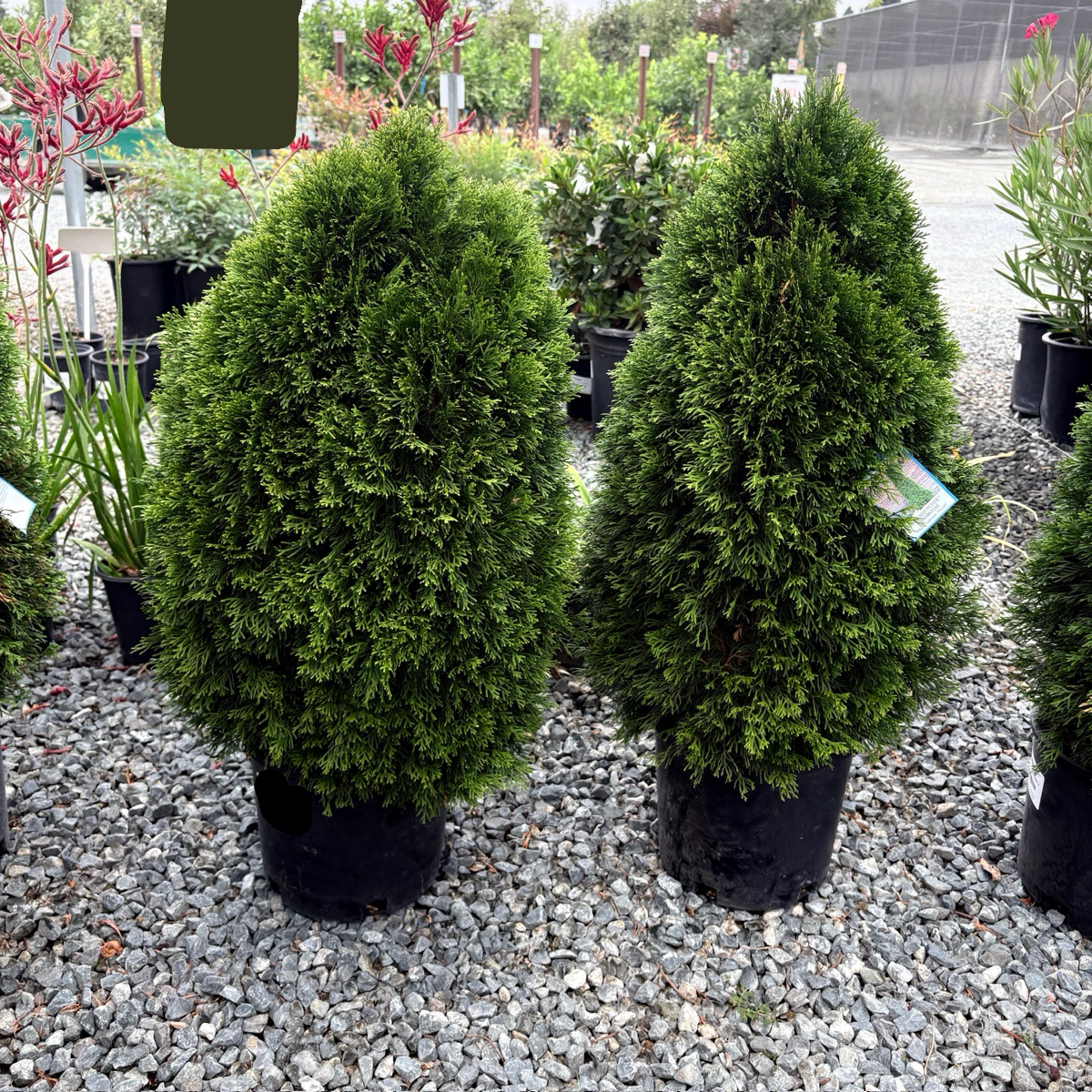 Emerald Petite Arborvitae