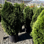 Emerald Petite Arborvitae