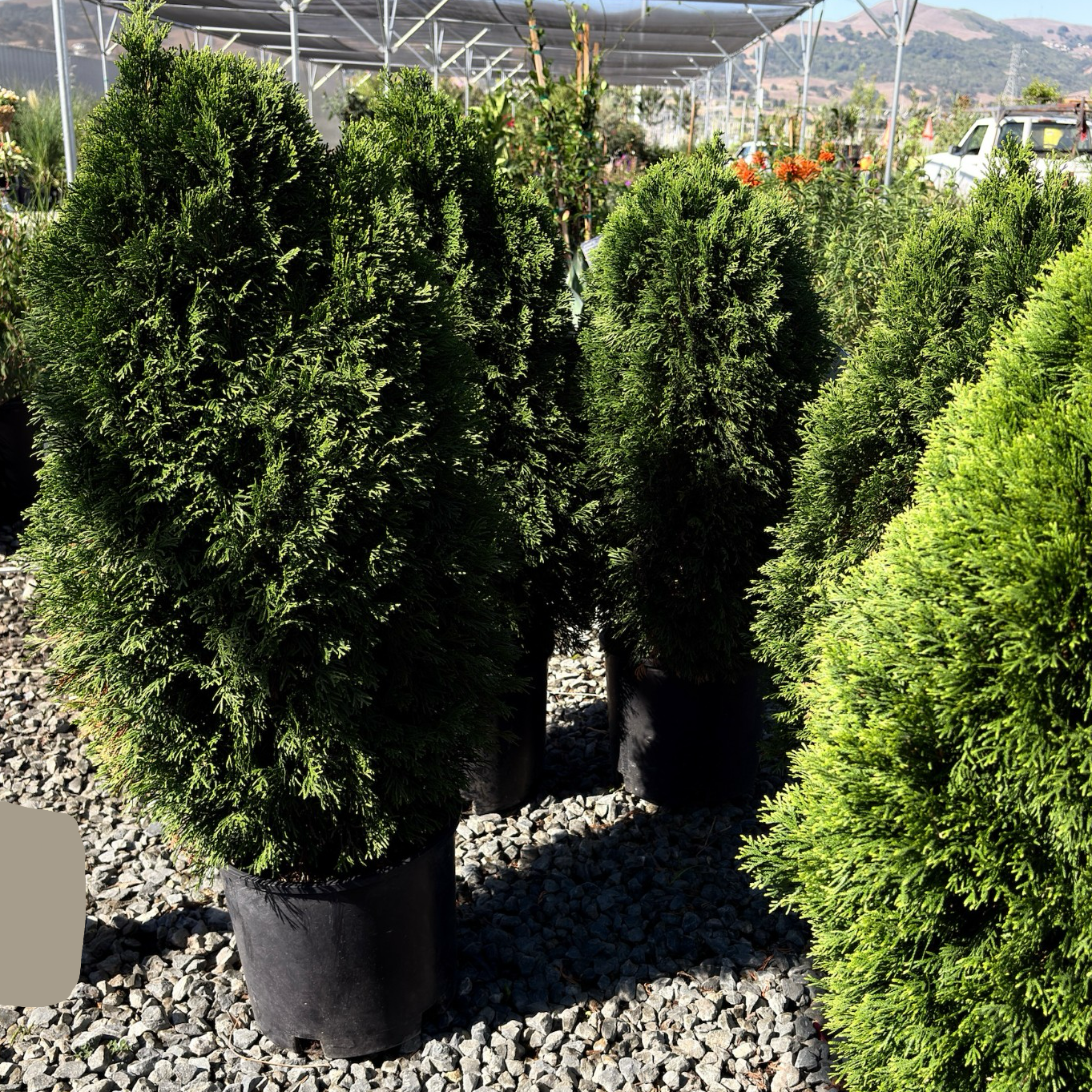 Emerald Petite Arborvitae