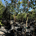 Emerald Sunshine Chinese Elm