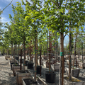 Emerald Sunshine Chinese Elm