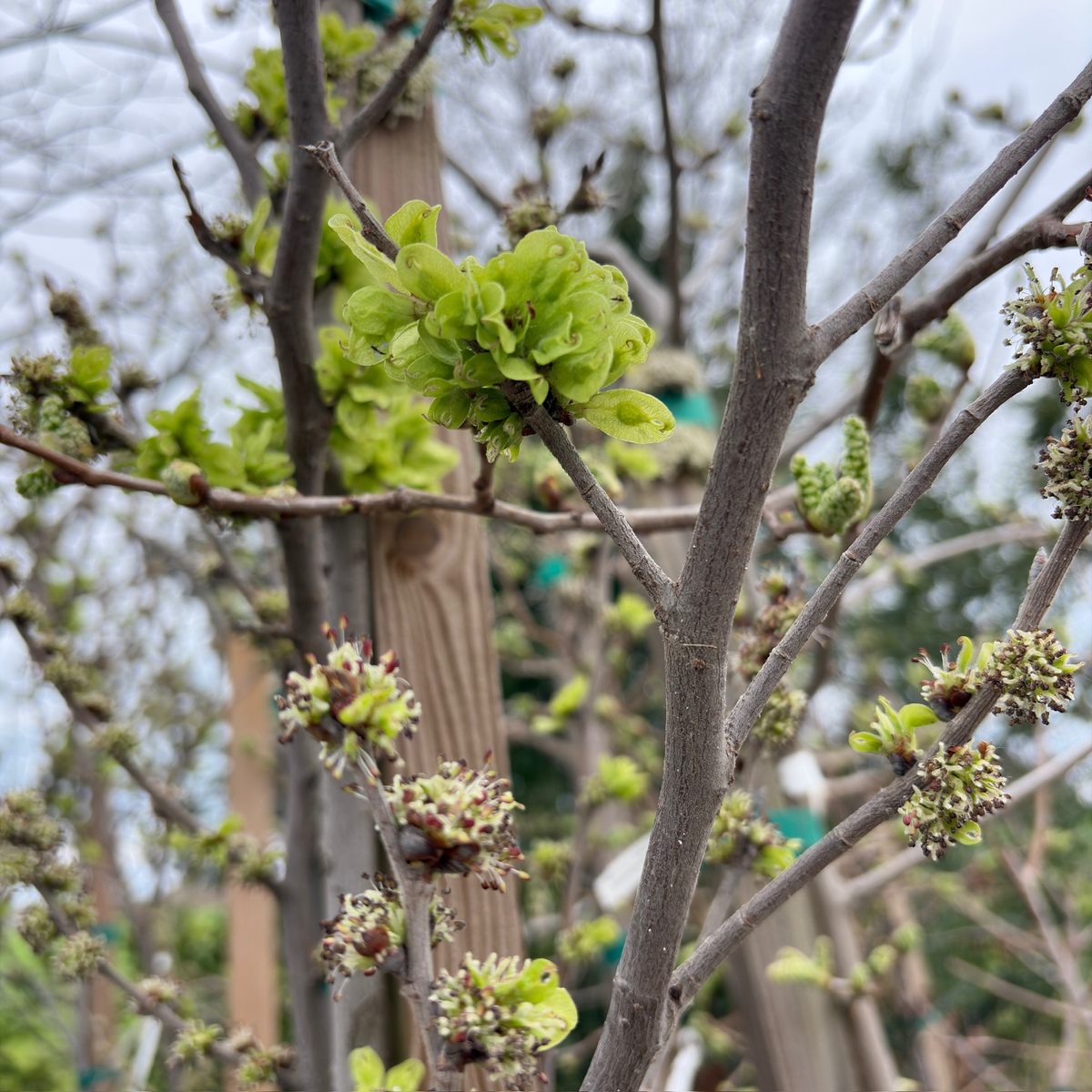 Emerald Sunshine Chinese Elm