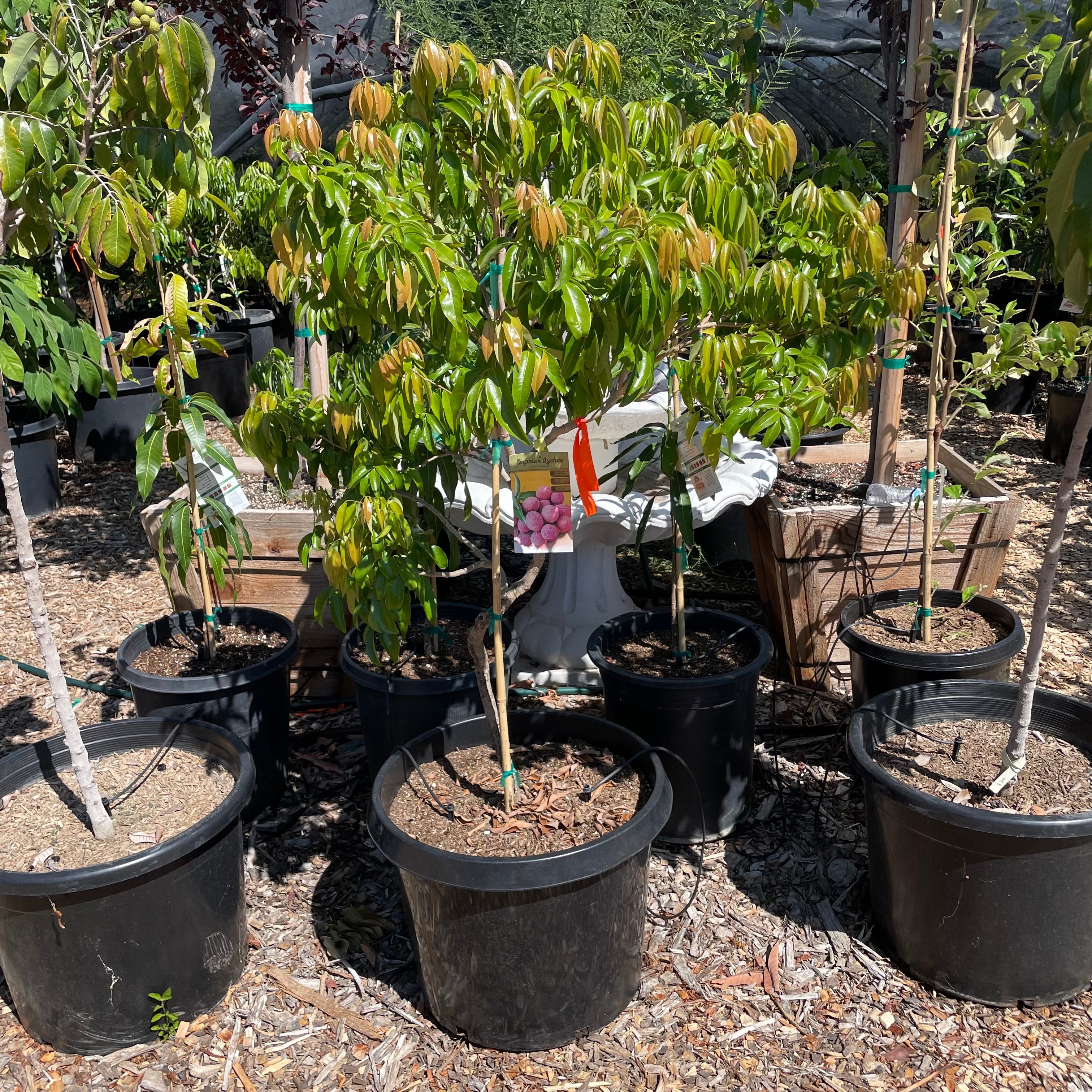 lychee plant in pot Emperor Lychee Tree