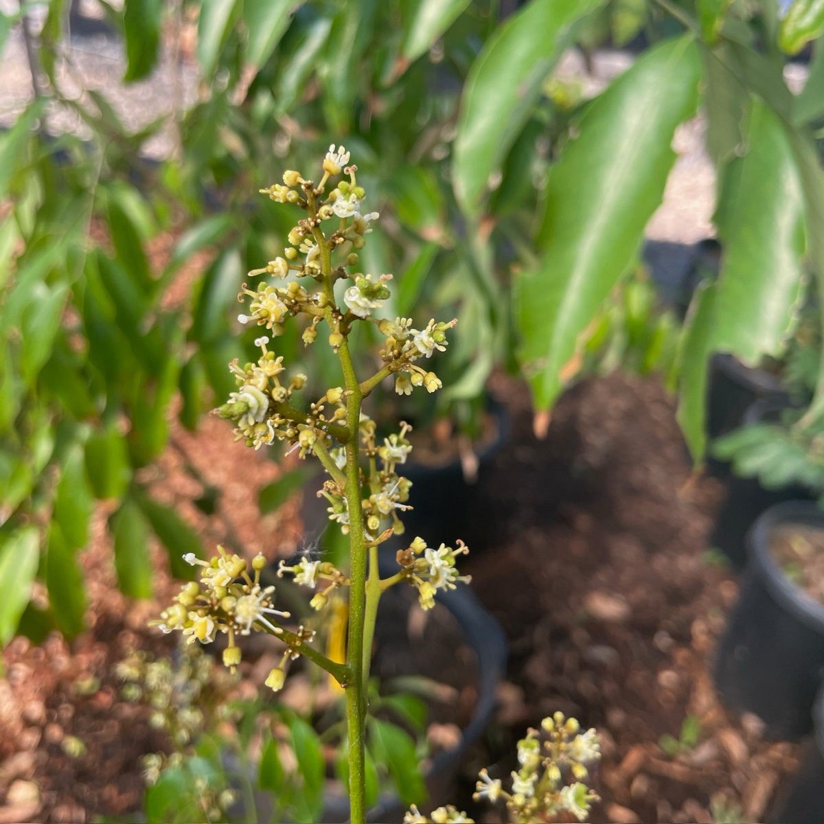 Emperor Lychee