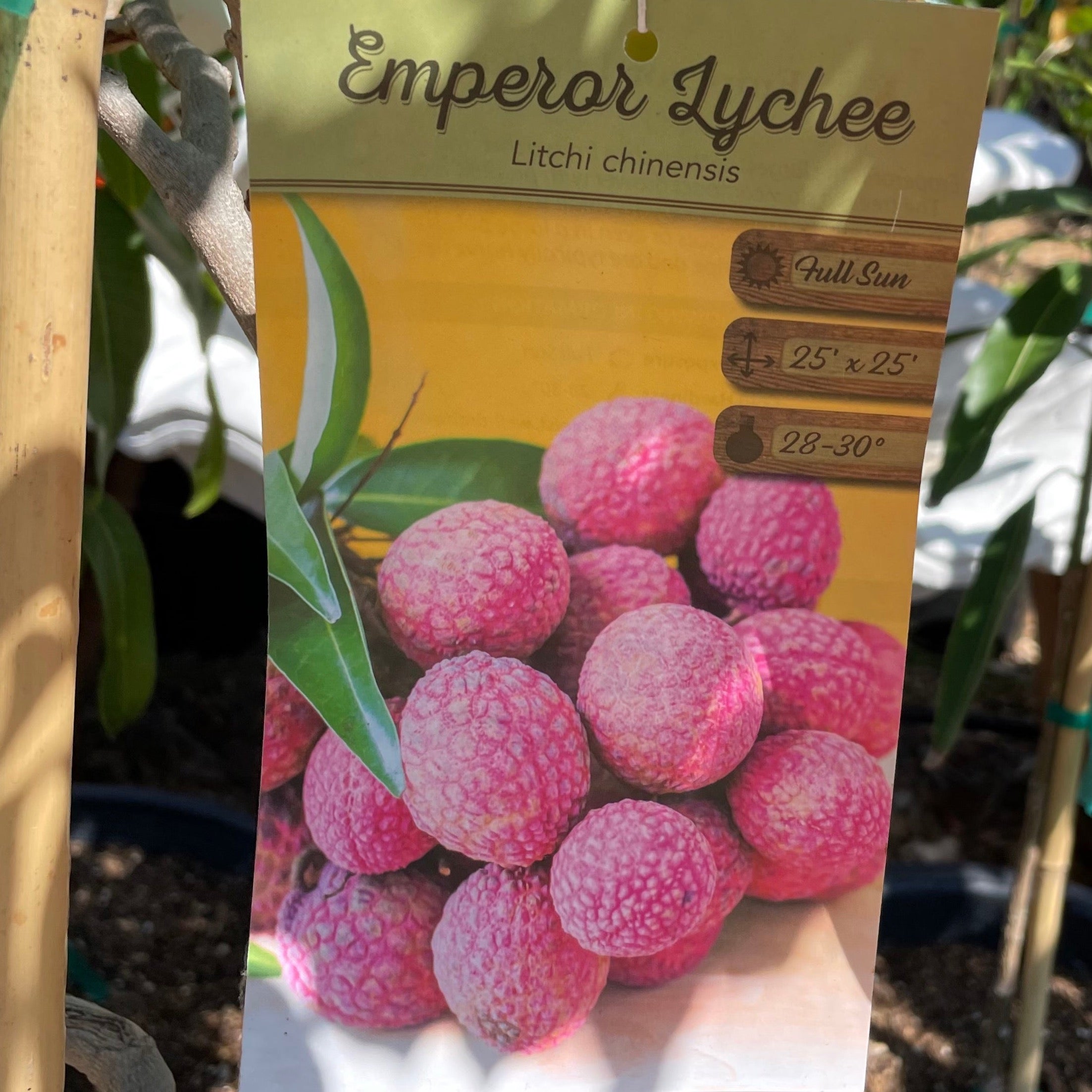 Emperor Lychee