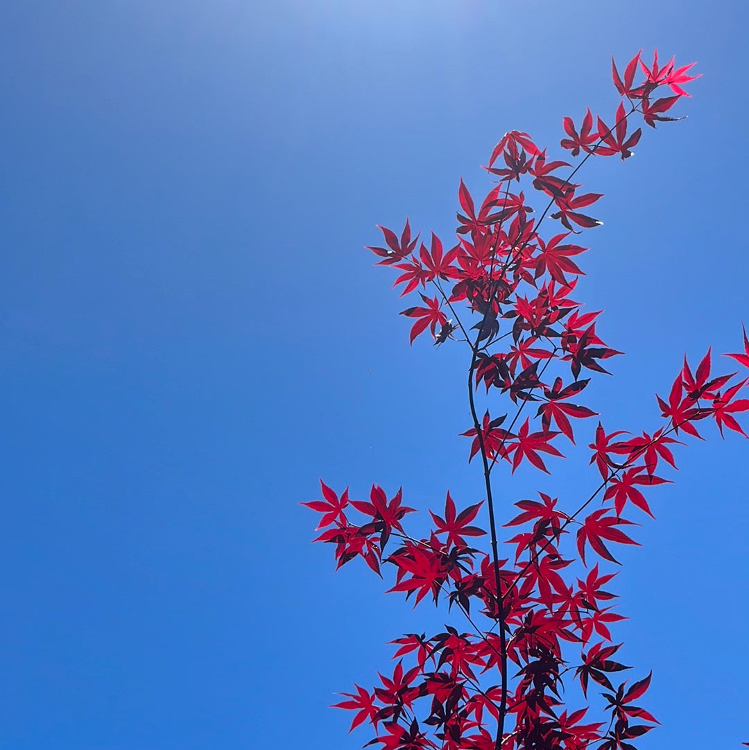 Emperor One Japanese Maple leaves against a clear blue sky