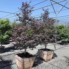 Emperor One Japanese Maple