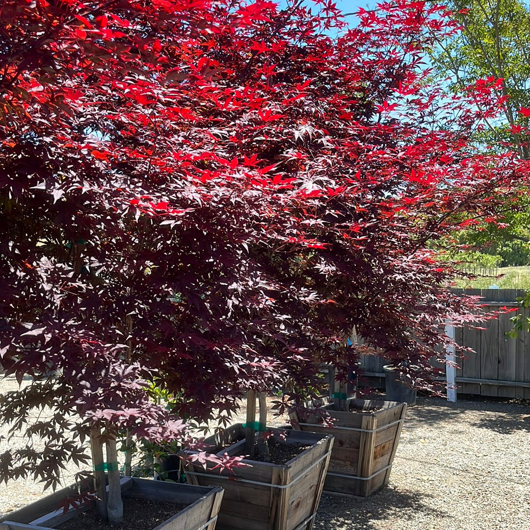Group of Emperor One Japanese Maple with red and purple foliage in wooden planters outdoors.
