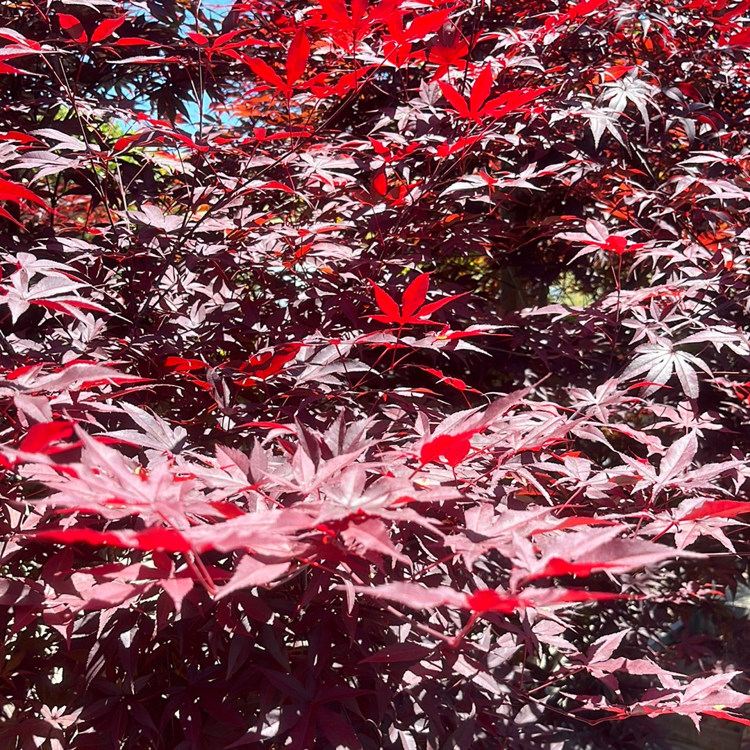 Colorful Emperor One Japanese Maple leaves with red, white, and purple hues in a natural setting.