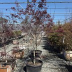 Row of potted Emperor One Japanese Maple in a nursery setting with a clear blue sky.