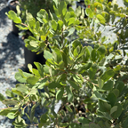 Engelmann Oak