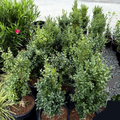 English Boxwood