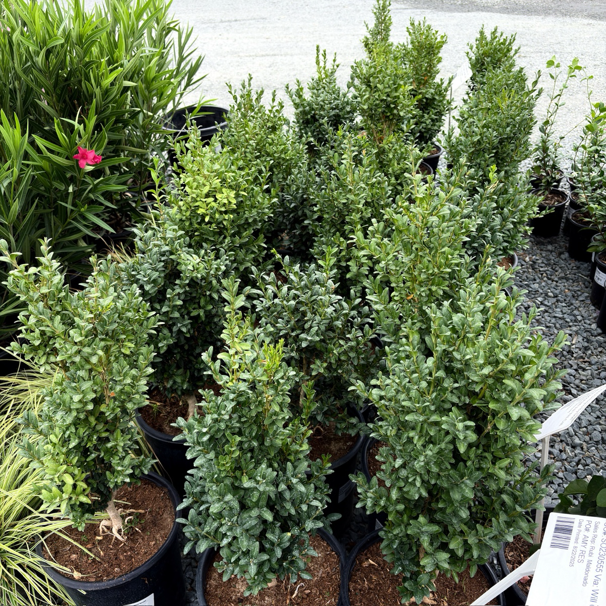 English Boxwood