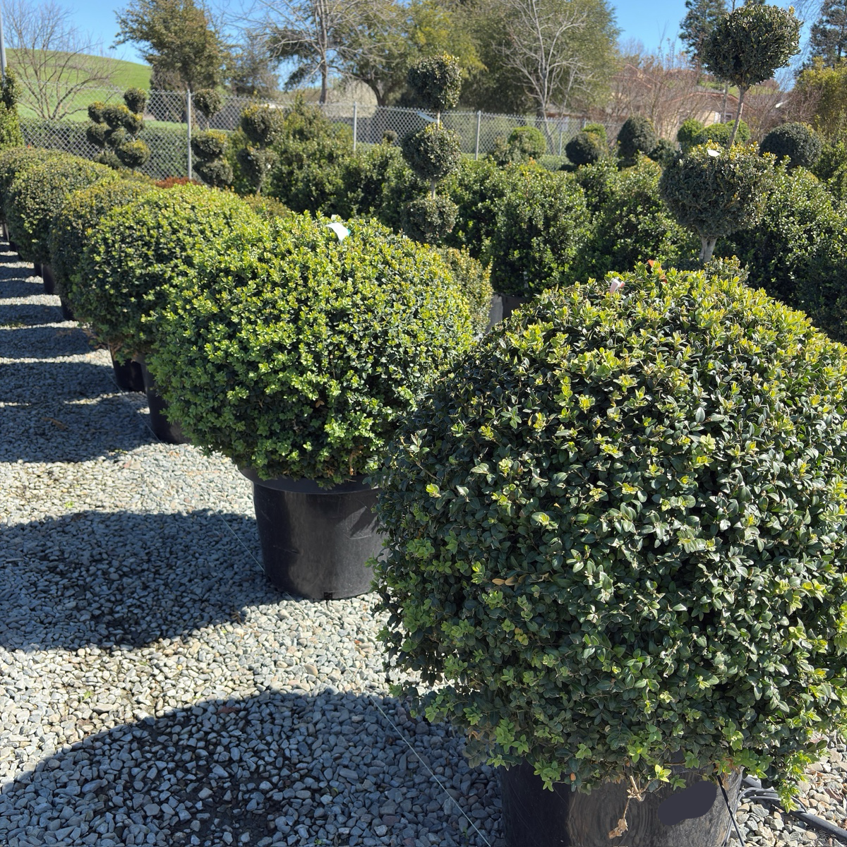 English Boxwood