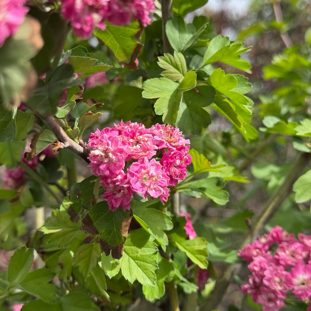 English Hawthorn