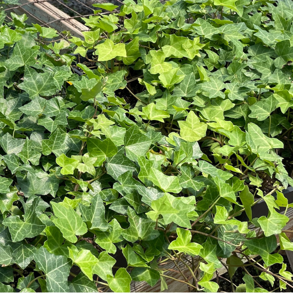 Green English Ivy leaves in a greenhouse setting