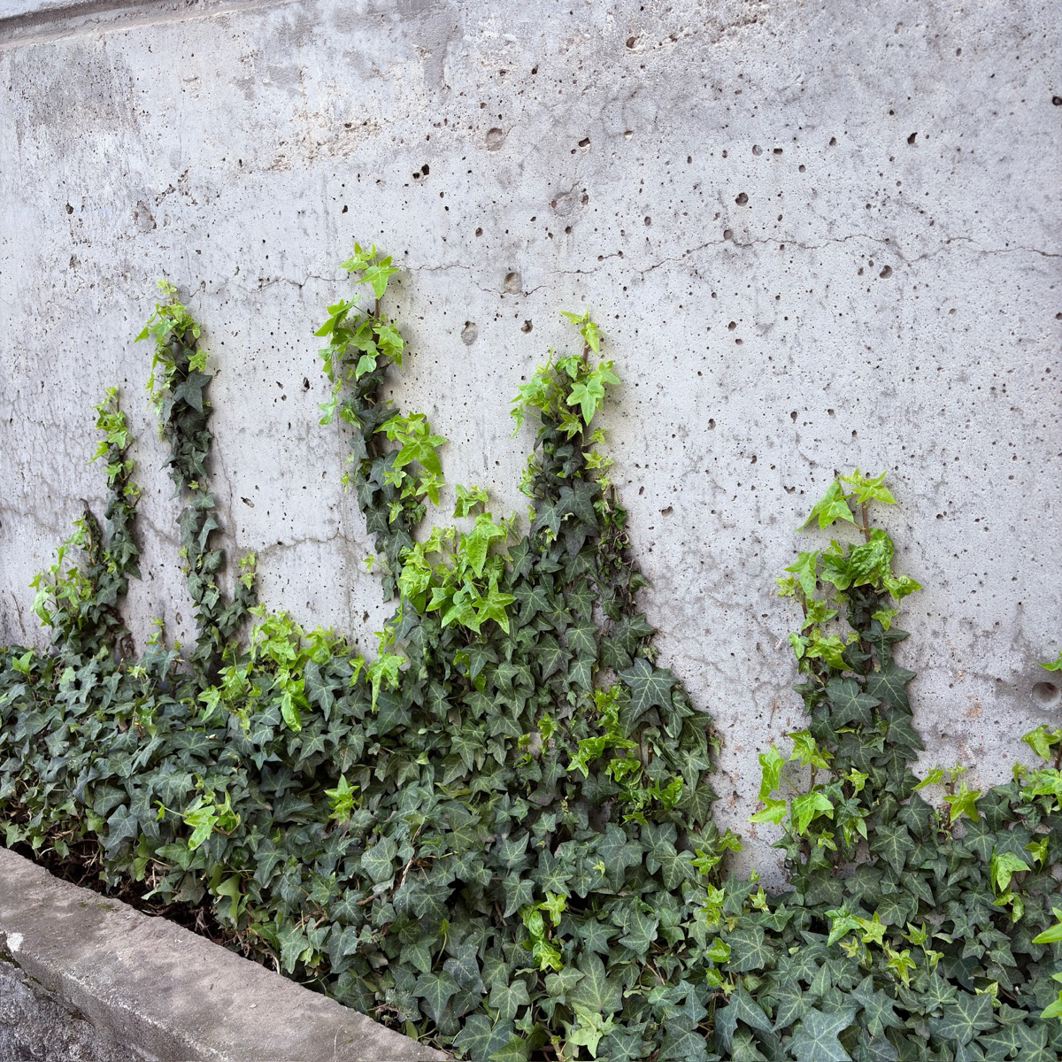 English Ivy growing on a concrete wall