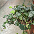 Hanging potted English Ivy with green leaves on a concrete surface