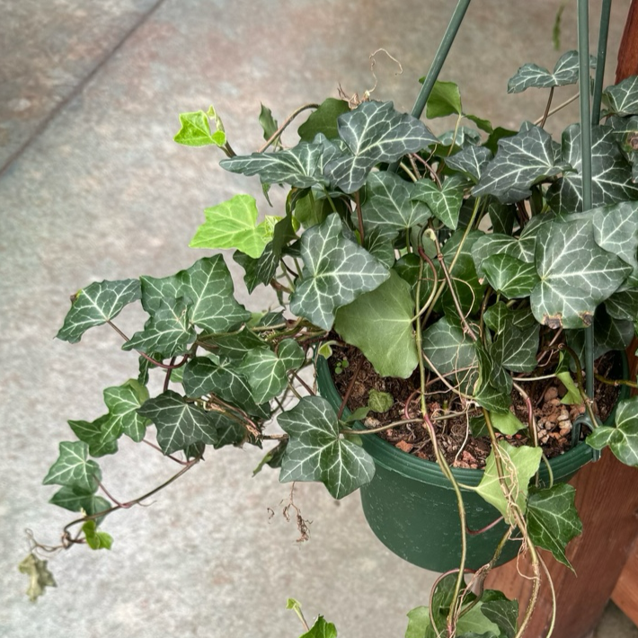 Hanging potted English Ivy with green leaves on a concrete surface