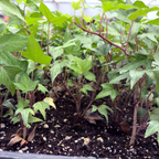 English Ivy plants with green leaves in a pot of soil